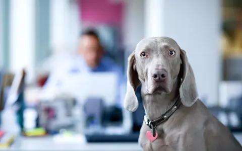 Ein Weimaraner-hund am arbeitsplatz schaut neugierig in die Kamera. Im Hintergrund verschwommen ein Kollege.
