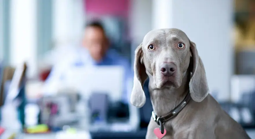 Ein Weimaraner-hund am arbeitsplatz schaut neugierig in die Kamera. Im Hintergrund verschwommen ein Kollege.